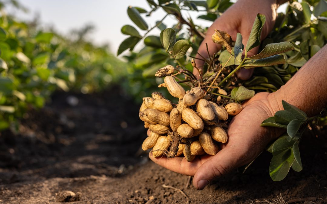 PEANUTS: NOT ONLY A DELICIOUS SNACK BUT ALSO A NUTRITIONAL POWERHOUSE