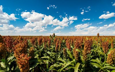 Sorghum under pivot irrigation: resilience, efficiency, and new opportunities for modern agriculture